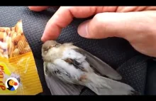Przemarznięty ptaszek który utknął pod bagażnikiem dachowym