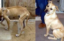 Zwierzęta przed i po ich uratowaniu.