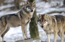 Duńczycy chcą wybić wilki u siebie w kraju