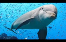 The Majestic World of Dolphins [ENG]