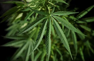 Turkey just legalised cannabis production