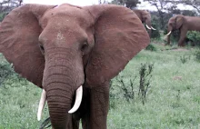 Naukowcy odkryli, że gen TP53 powoduje niską zachorowalność na raka wśród słoni