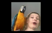 Papuga ara gadająca po polsku. Blue and Gold macaw talking ❤️