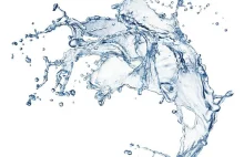 Naukowcy tworzą „słownik” reakcji małży, by lepiej chronić wodę