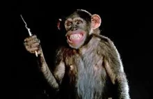 Petycja do m_b: O odebranie małpom z moderacji brzytwy w postaci tagu #polityka.