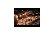 Najazd koloni mrówek na gniazdo rywali