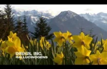 Drugs Inc. - Hallucinogens