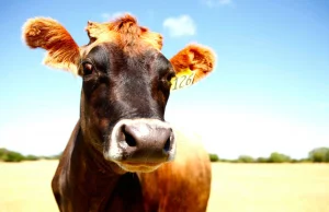 7% amerykanów uważa, że mleko czekoladowe uzyskuje się dojąc brązowe krowy [ENG]