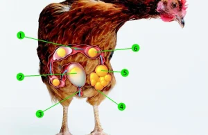 Jak kura znosi jajko?