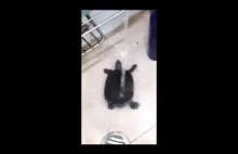 Żółwik tańczy pod prysznicem.