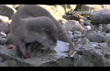 Baby Otter Playing With Sheet Of Ice
