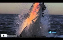 Ataki rekinów w slow motion.