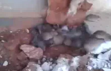 Setki szczurów pod betonową posadzką