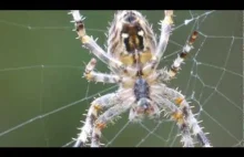 Konstrukcja sieci pajęczej w zwolnionym tempie