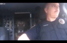 Moment, w którym pies policyjny dowiedział się, że odchodzi na emeryturę