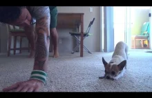 Chihuahua i joga.