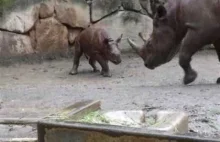 Mały (3-miesięczny) nosorożec bawi się w deszczu.