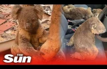 Samochód pełen koali uratowanych przed pożarami Australii
