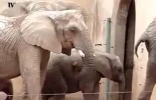 Słoń wkłada trąbę w odbyt swojego kolegi a potem...