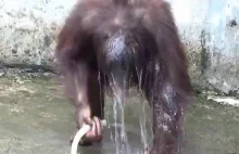 Orangutan w kąpieli...