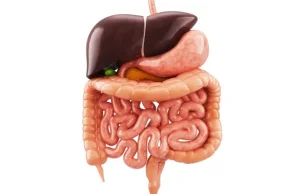 Kontrowersyjne video – Anatomia trawienia!