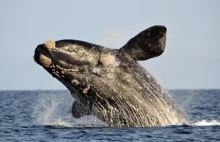 Satelita liczy wieloryby w oceanie [ENG]