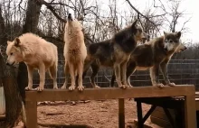Jednoczesne wycie około 30 wilków.