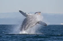 Zabijanie wielorybów legalne na Grenlandii