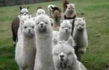 Alpaca Approach