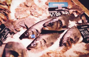 Trujące ryby na polskich stołach