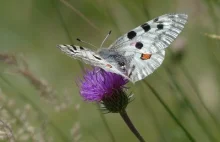 Objęty ścisłą ochroną Niepylak apollo-Parnassius apollo