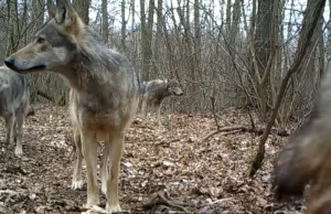 Co grasuje na pograniczu powiatów?