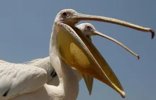 Kolejna manipulacja z głównej dla pelikanów. Widać że ktoś się bardzo stara.