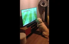 Psi kibic piłki nożnej