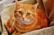 Olej CBD dla kotów - skuteczny lek czy placebo?