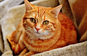Olej CBD dla kotów - skuteczny lek czy placebo?