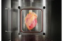 Wyhodowano kompletne serce z komórek macierzystych