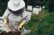 Rój pszczół – do kogo zgłosić się po pomoc, co robić, a czego nie