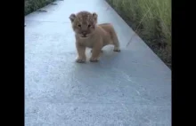 Maleńki lew próbuje ryczeć