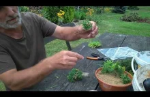 Rozmnażanie iglaków przez sadzonki