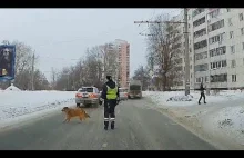 Inspektor policji drogowej zatrzymał ruch, aby pies mógł przejść przez ulicę