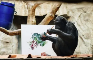 Szympansica Lucy z warszawskiego ZOO maluje obrazy.