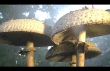 Jak rośnie i umiera grzyb