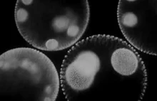Mikroskopijne życie: świat tego co niewidoczne
