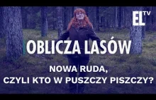 Nowa Ruda, czyli kto w puszczy piszczy? | Oblicza Lasów...