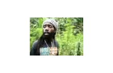 Plantacja marihuany im. Boba Marleya na Jamajce