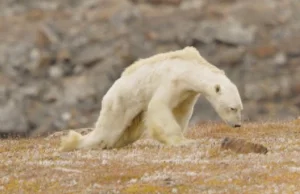 Nagranie umierającego z głodu niedźwiedzia polarnego pokazuje prawdziwe...