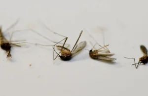 Plan zagłady komarów przenoszących malarię