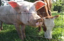 Francja, Holandia i Dania dogadują się z Rosją na plecami KE