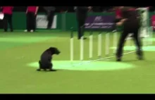 Dog show fail